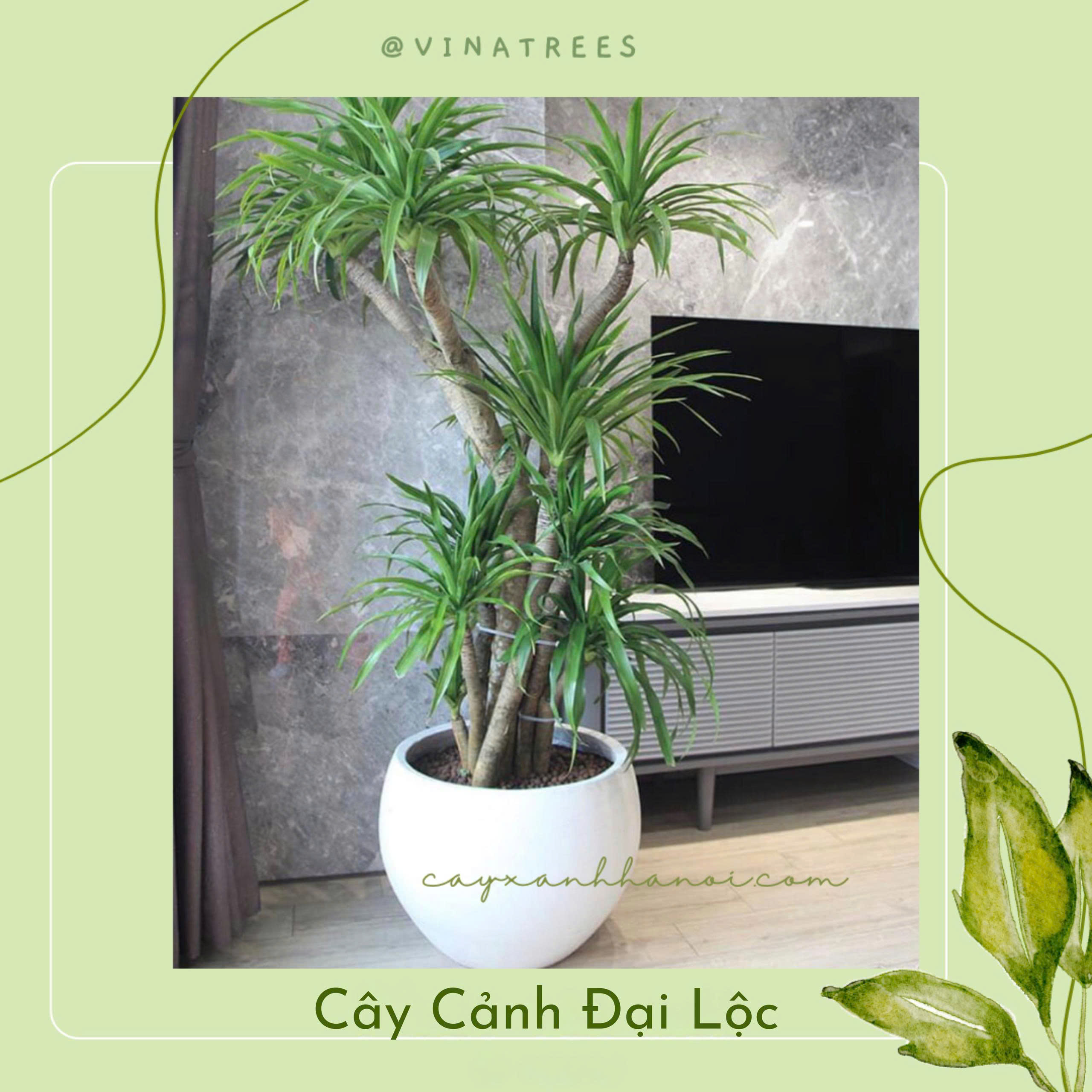 Cây Đại Lộc